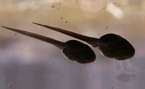 ��С����ҋ������W(xu��)��(d��o)ʽ�̌W(xu��)�O(sh��)Ӌ