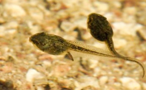 ׽������ģ����x29ƪ��