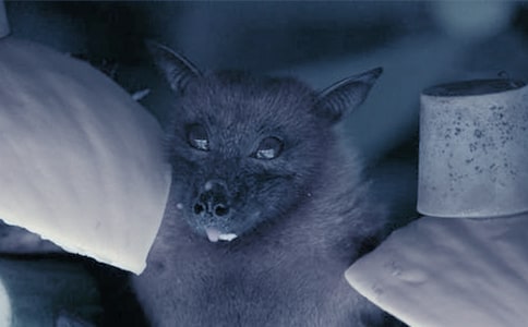 五年級上冊第三單元蝙蝠的自述作文