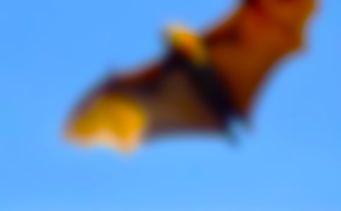 蝙蝠和雷達(dá)作文