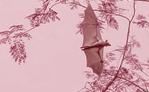 蝙蝠的自述作文12篇