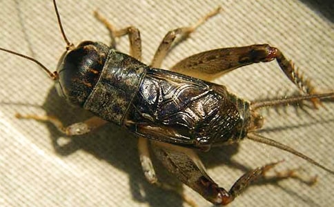 小蟋蟀的大夢(mèng)想