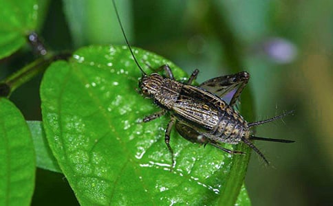 蟋蟀還鄉(xiāng)作文