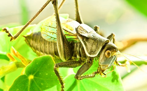 ׽������