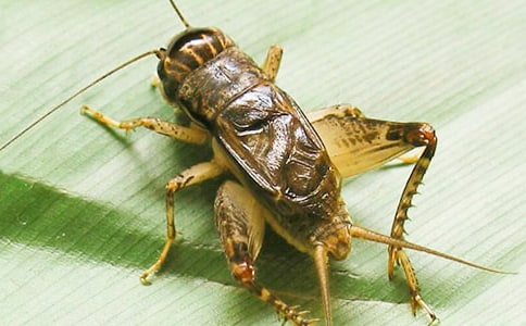 蟋蟀還鄉(xiāng)作文