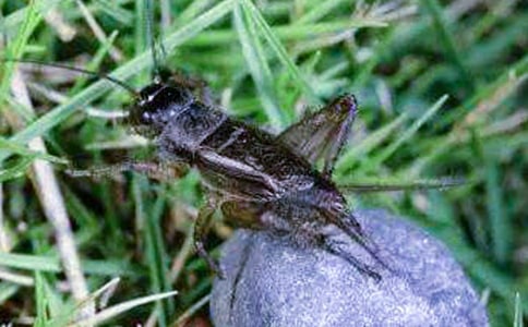 ׽������15ƪ