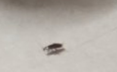 ���С��(qi��ng)����