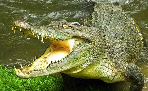 鱷魚的作文15篇