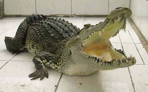 鱷魚(yú)和牙簽鳥(niǎo)作文